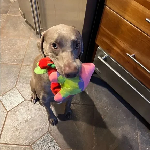 ❤️❤️❤️Come Shop With Me❤️❤️❤️ Like this listing to be notified when I gо LIVE!!! - Picture 7 of 10